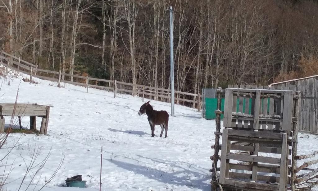 Gites Au Coeur Des Bois La Salvetat-sur-Agout Exterior foto