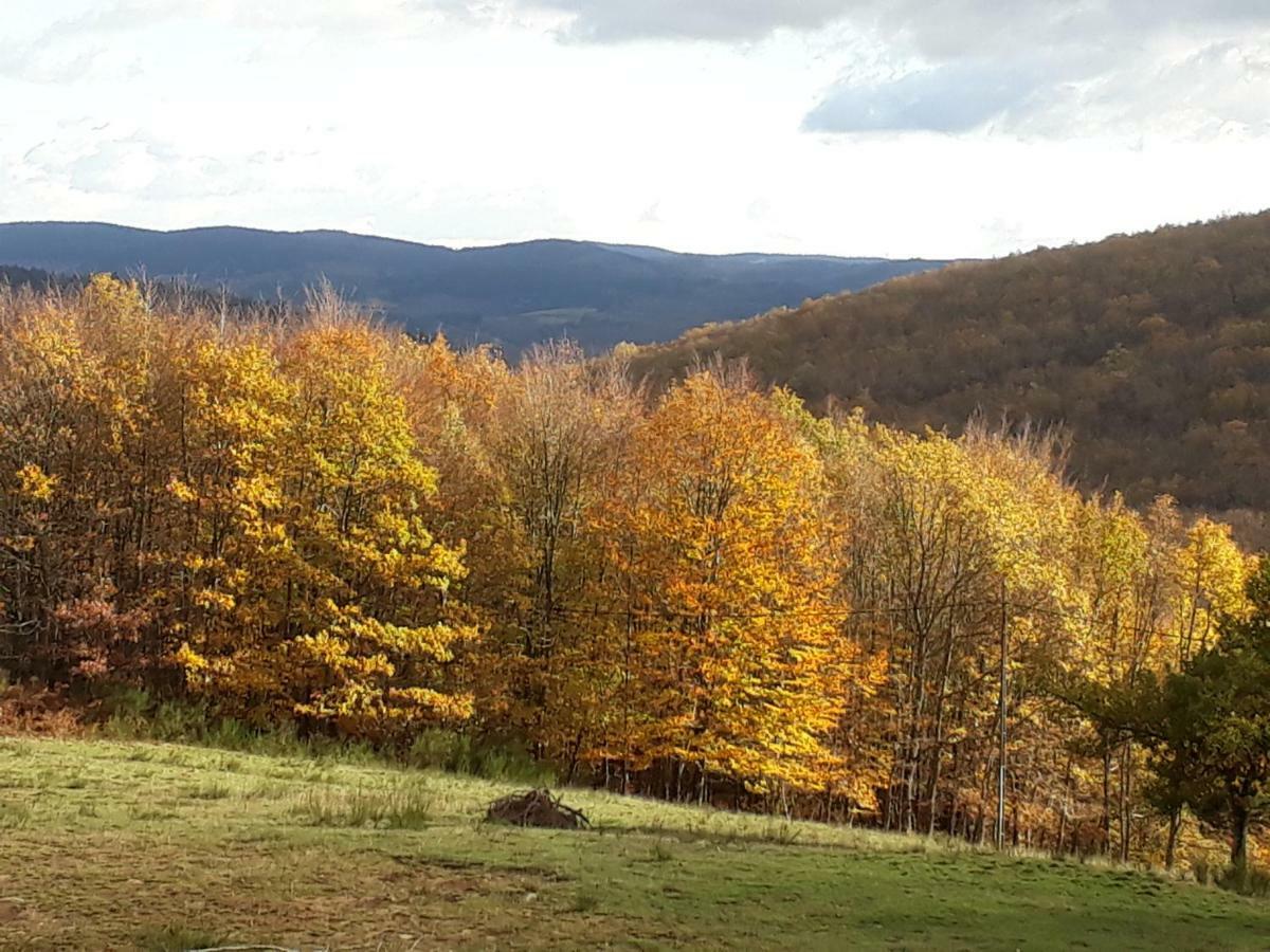 Gites Au Coeur Des Bois La Salvetat-sur-Agout Exterior foto